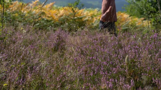 Man goes through field of Common Heather in slight breeze (Calluna vulgaris) - (4K)