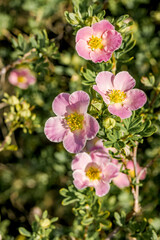 Obraz premium Bush Cinquefoil (Potentilla fruticosa) in garden