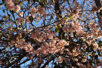 This photo was clicked my by camera nikon d3300.this place is in india, uttakhand. I hope u like the picture. This is a picture of some mountains flowers.