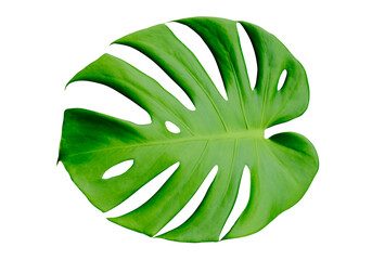 Naklejka na ściany i meble Top view of Monstera leaf isolated on white background