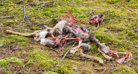 Fototapeta premium half eaten carrion of doe in woods