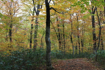 秋の尾瀬。アヤメ平を通るハイキングコースから尾瀬ヶ原へと下りる山。黄色と紅に包まれた森。