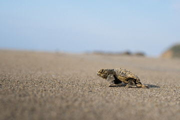 Baby Loggerhead Turtle at Kefalonia (Greece)