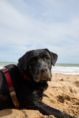 Labrador black dog pet playing on the beach by the sea. High quality photo