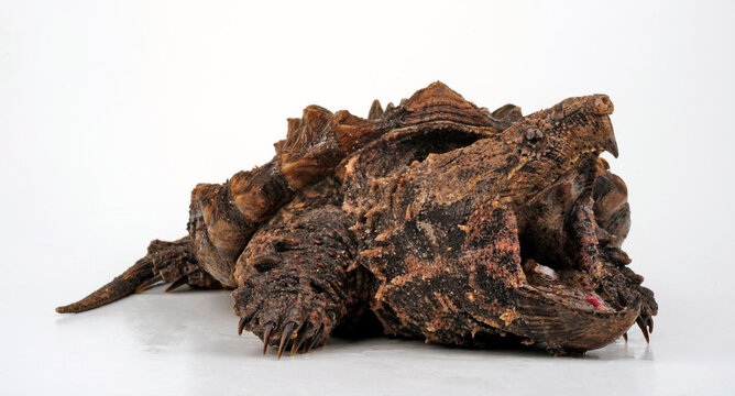 Alligator snapping turtle // Geierschildkr&ouml;te (Macrochelys temminckii)