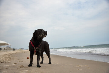 Labrador black dog pet playing on the beach by the sea. High quality photo