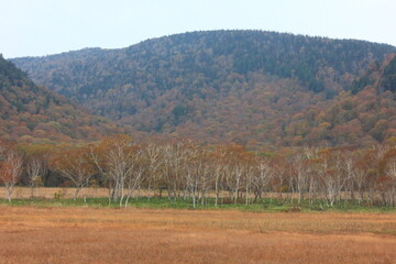 Obraz premium 秋の尾瀬。草紅葉の尾瀬ヶ原。