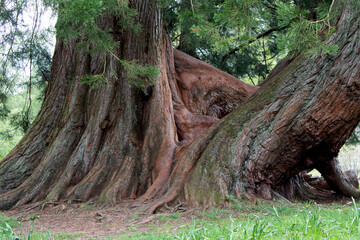 Large Old Fir Tree Trunks in a Country park