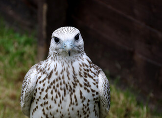 Peregrine Falcon Closeup View at a Country Show
