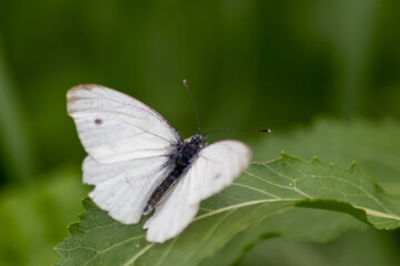 White butterfly with black dots on a stinging-nettle warms up in sunlight on a shiny summer day for pollination and mating on green leaves and a natural blurred background filigree insect for nectar