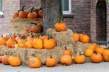 Many ripe Halloween pumpkins as delicious vegetable in fall and thanksgiving season is the orange fruit for farming harvest to show big garden vegetables cucurbita growing till October for holidays