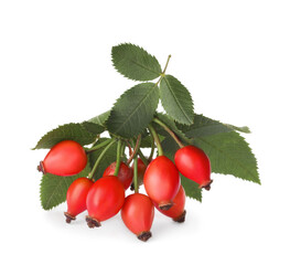 Ripe rose hip berries with leaves on white background
