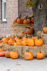 Many ripe Halloween pumpkins as delicious vegetable in fall and thanksgiving season is the orange fruit for farming harvest to show big garden vegetables cucurbita growing till October for holidays
