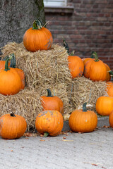 Many ripe Halloween pumpkins as delicious vegetable in fall and thanksgiving season is the orange fruit for farming harvest to show big garden vegetables cucurbita growing till October for holidays