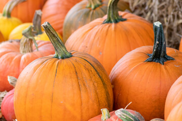 Many ripe Halloween pumpkins as delicious vegetable in fall and thanksgiving season is the orange fruit for farming harvest to show big garden vegetables cucurbita growing till October for holidays