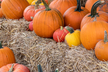 Many ripe Halloween pumpkins as delicious vegetable in fall and thanksgiving season is the orange...