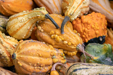 Many ripe Halloween pumpkins as delicious vegetable in fall and thanksgiving season is the orange fruit for farming harvest to show big garden vegetables cucurbita growing till October for holidays
