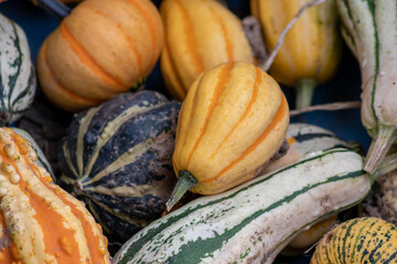 Many ripe Halloween pumpkins as delicious vegetable in fall and thanksgiving season is the orange fruit for farming harvest to show big garden vegetables cucurbita growing till October for holidays