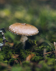 fly mushroom in the forest in the grass
