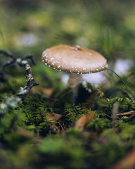 fly mushroom in the forest in the grass