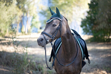 Obraz premium Deutsches Reitpony