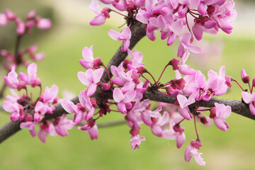 Texas Redbud Tree Cercis canadensis Close up