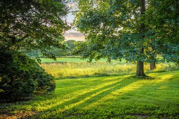 Lond Summer Shadows