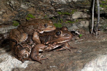 Levant water frog // Levante-Wasserfrosch, Bedriagas Wasserfrosch (Pelophylax bedriagae)