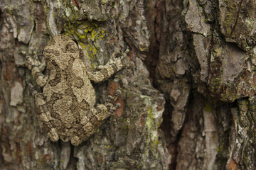 Gray Tree Frog Hyla chrysoscelis on pine tree in Eastern Texas