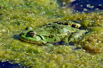 Marsh frog // Seefrosch (Pelophylax ridibundus)