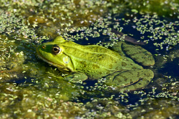Marsh frog // Seefrosch (Pelophylax ridibundus)