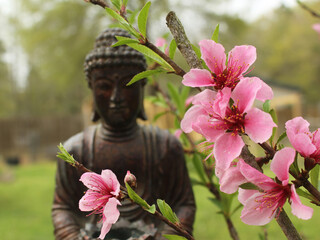 Pink Peach Blossoms with Buddha Statue in Background