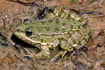 Greek marsh frog from Milos Island // Balkan-Wasserfrosch (Pelophylax kurtmuelleri) von der griechischen Insel Milos