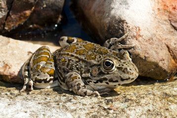 Balkan-Wasserfrosch (Pelophylax kurtmuelleri) von der griechischen Insel Milos // Greek marsh frog from Milos Island, Greece