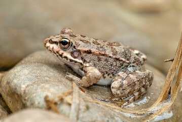Fototapeta premium Wasserfrosch (Pelophylax spec.) von der griechischen Insel Rhodos // Greek marsh frog from Rhodes Island, Greece