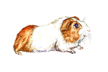Guinea pig  (Cavia porcellus) parti-colored side view, hand painted watercolor illustration