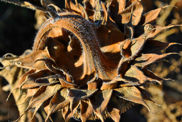 Sunflower dry yellow-brown leaves of ripe head, natural organic background