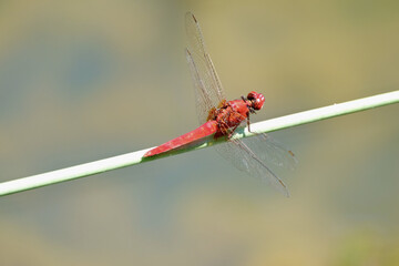 Closeup shot of a dragonfly on the green plant - Powered by Adobe