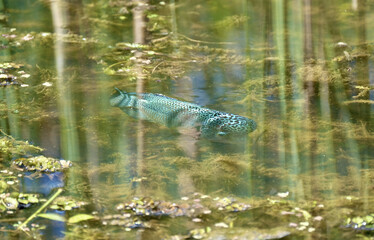 Closeup shot of a mudskipper fish in the water