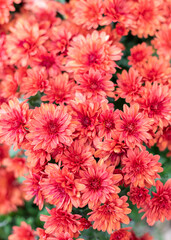 abundantly flowering autumn flowers of chrysanthemums of red and orange colors. Top view. Screensaver or banner size. Autumn bouquet for design and gift