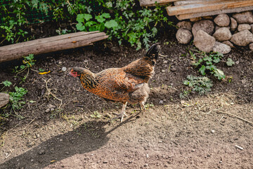 Free-range chickens in the yard