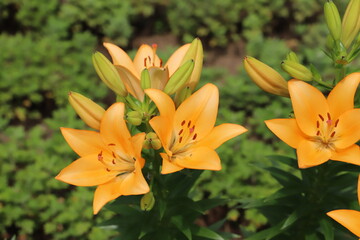 初夏の公園に咲くオレンジ色のスカシユリの花