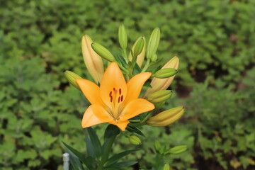 Obraz premium 初夏の公園に咲くスカシユリのオレンジ色の花