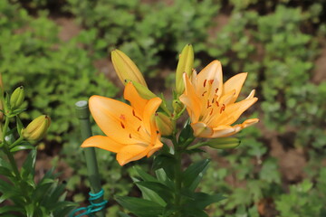 初夏の公園に咲くスカシユリのオレンジ色の花