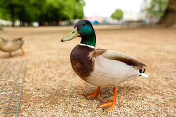 Naklejka na ściany i meble Duck living in a city park. Duck portrait
