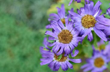 growing blooming blue aster flowers, top view