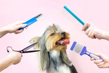Haircut, scissors and comb. pet gets beauty treatments in a dog beauty salon.