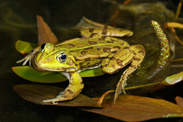 Teichfrosch // Edible frog (Pelophylax esculentus)