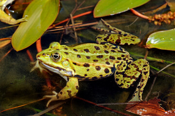Edible frog // Teichfrosch (Pelophylax esculentus)