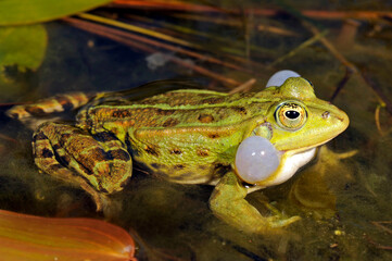 Edible frog // Teichfrosch (Pelophylax esculentus)